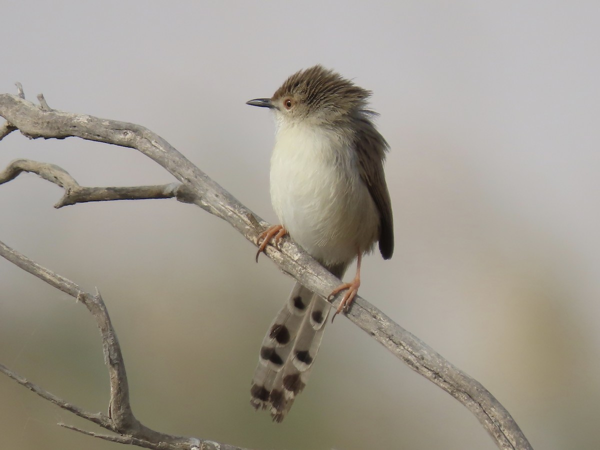 Graceful Prinia - Gregory Askew | Saudi Birding