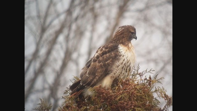Red-tailed Hawk - ML398793391