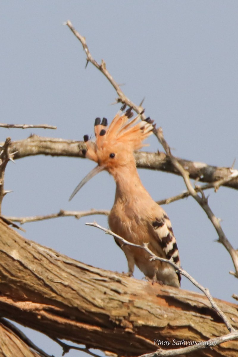 Eurasian Hoopoe - ML398793411