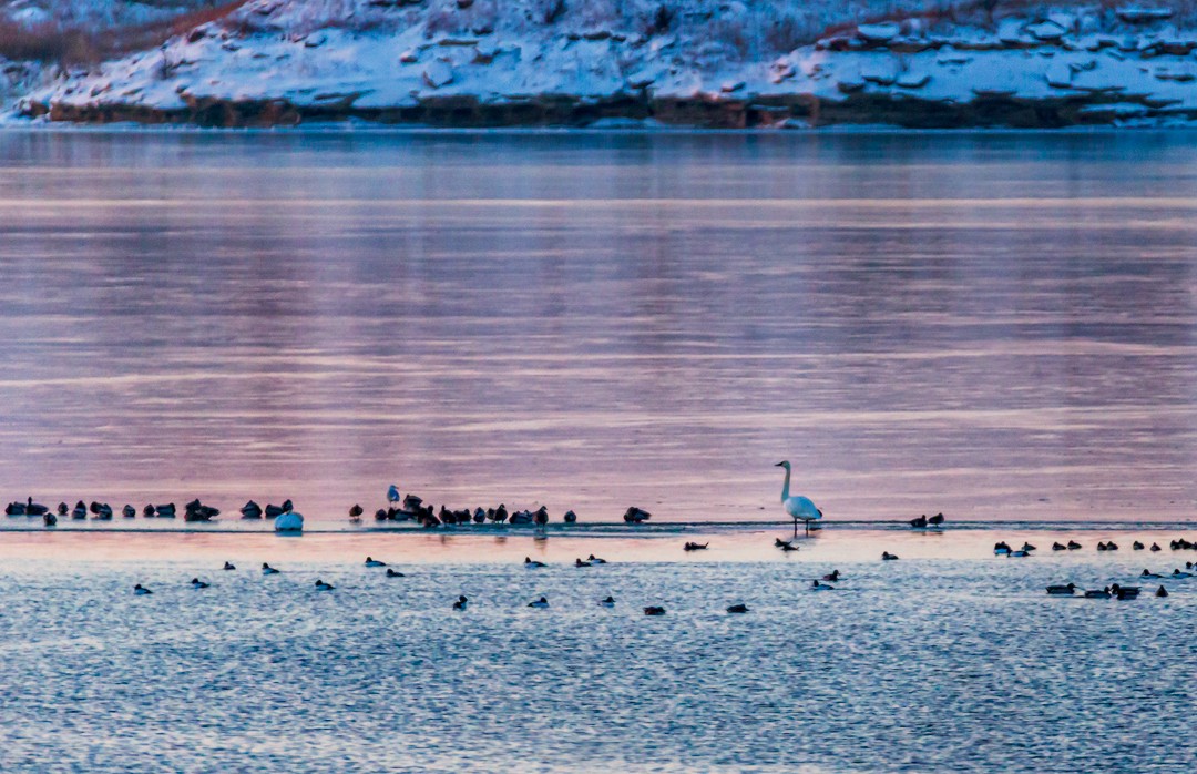 Cygne trompette - ML398795221