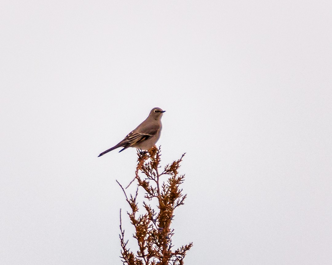 Townsend's Solitaire - Eric Dyck