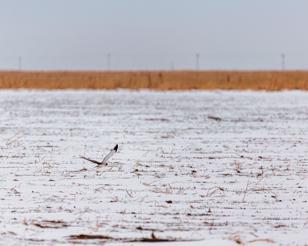 Northern Harrier - Eric Dyck