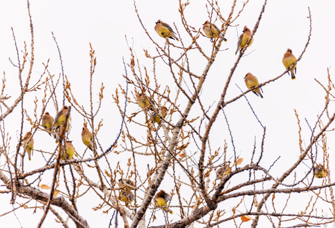 Cedar Waxwing - Eric Dyck