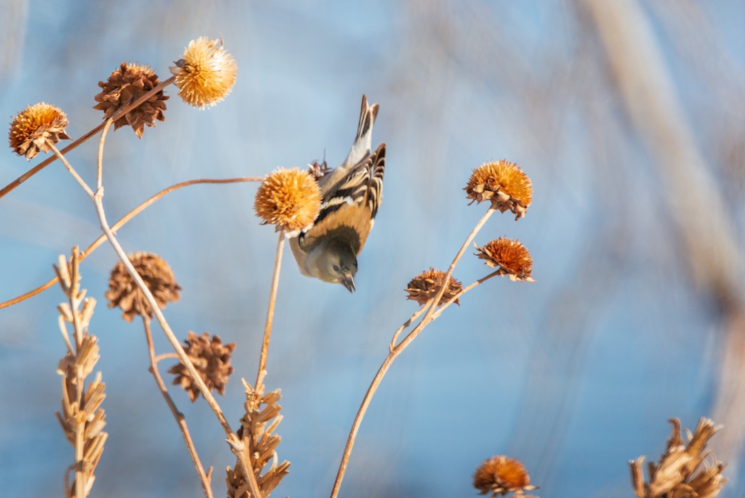 American Goldfinch - ML398795421