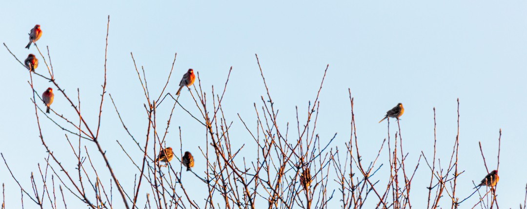 House Finch - ML398795651