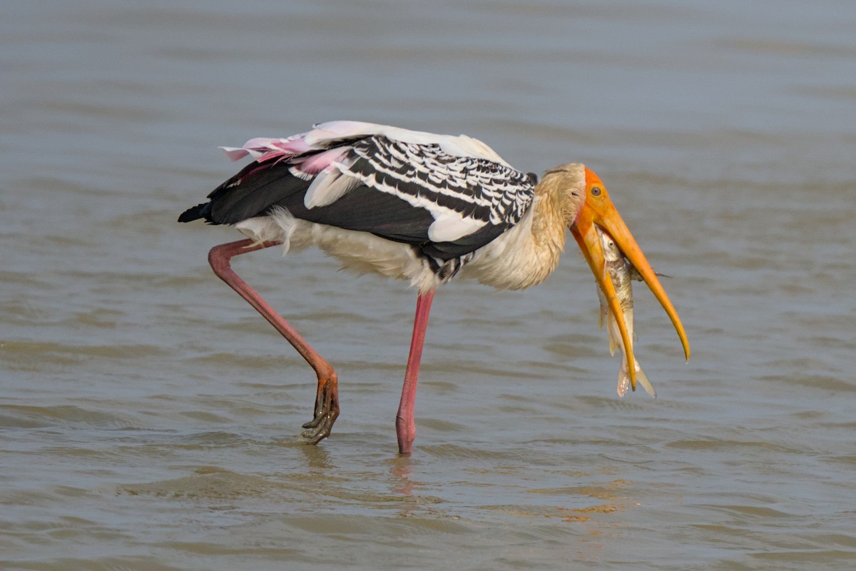 Painted Stork - ML398795691