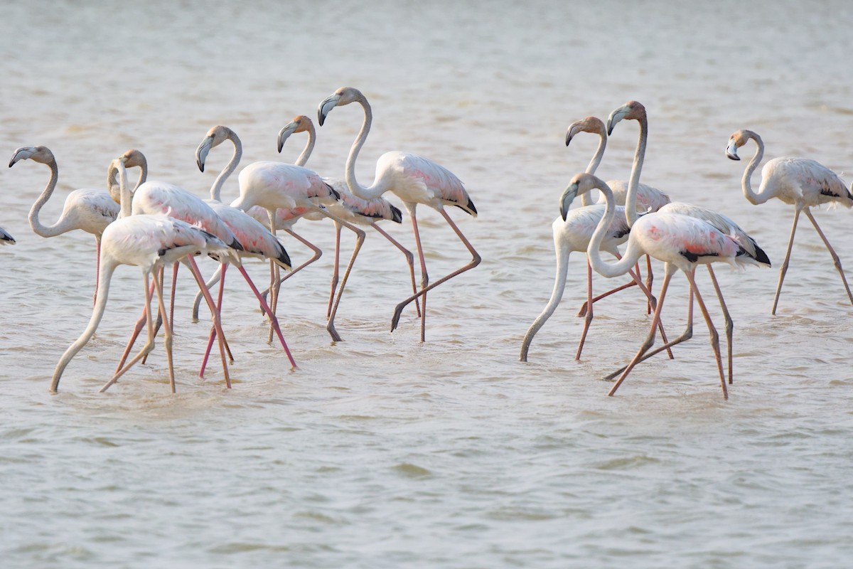 Greater Flamingo - ML398795891