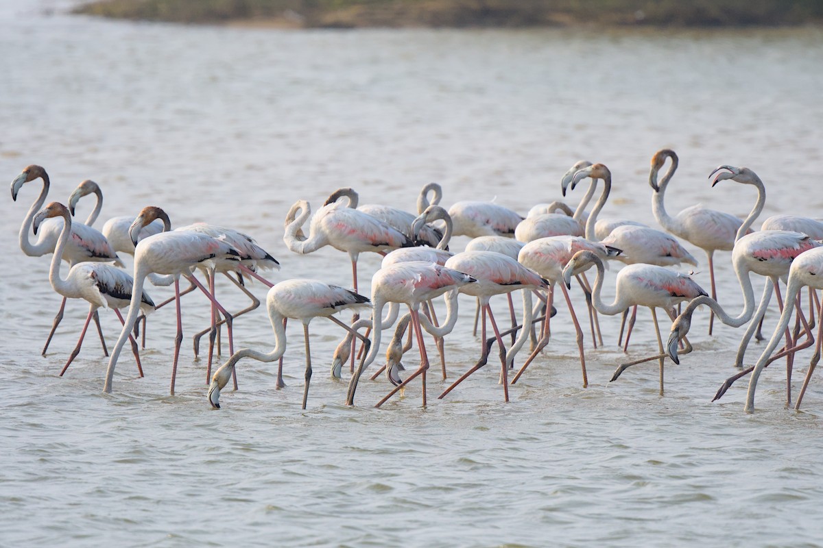 Greater Flamingo - VINODKUMAR SARANATHAN