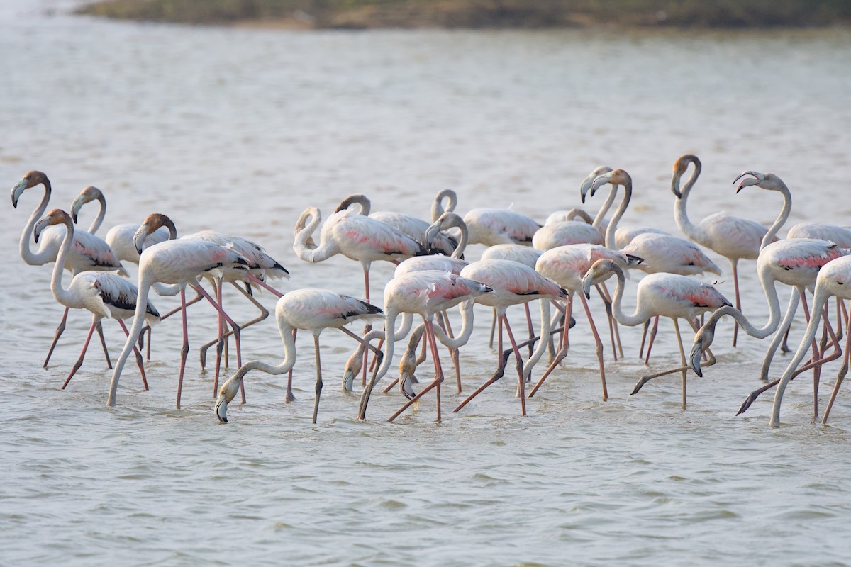 Greater Flamingo - ML398795911