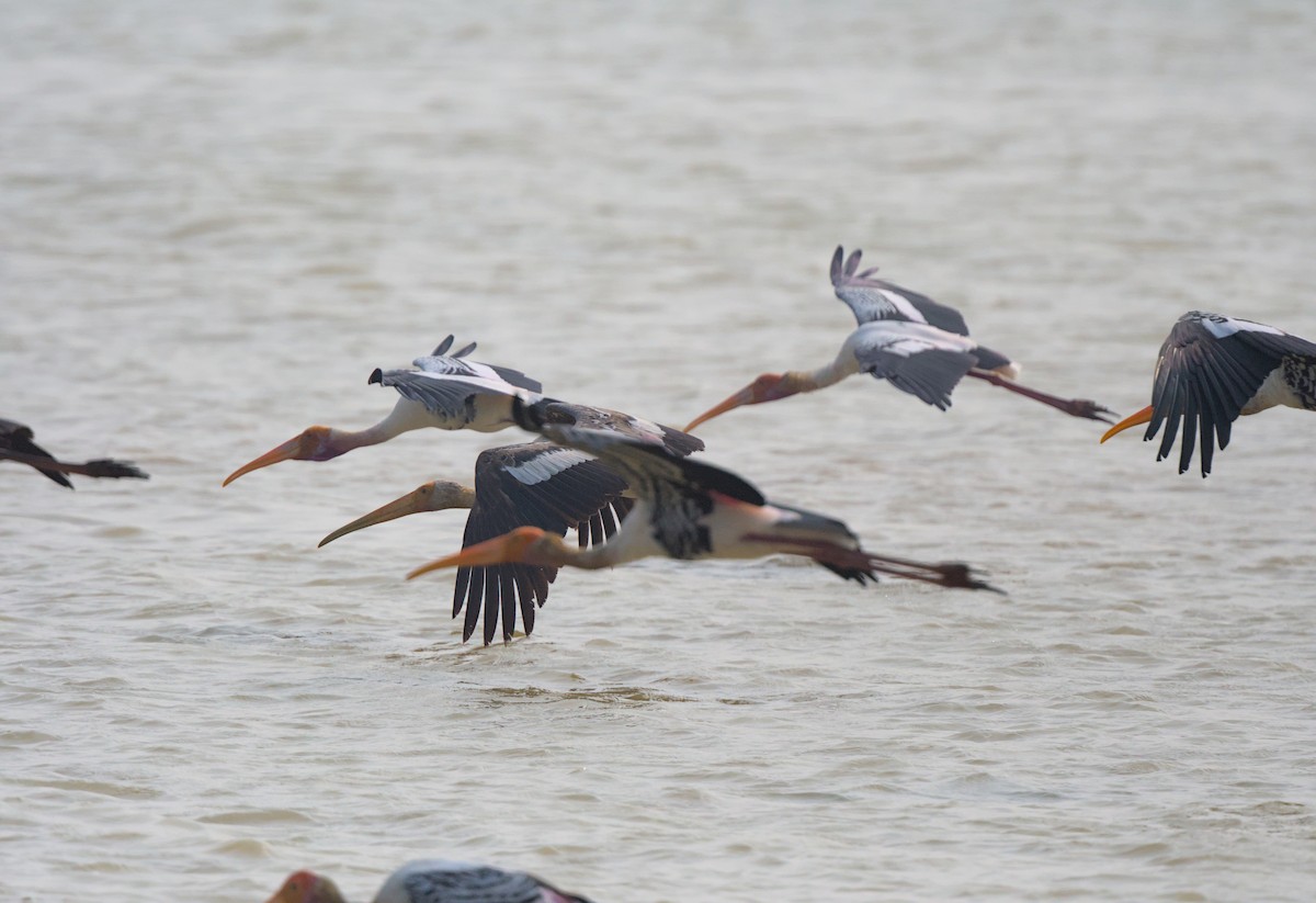 Painted Stork - VINODKUMAR SARANATHAN