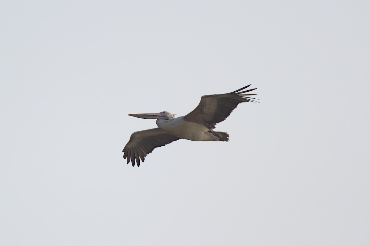 Spot-billed Pelican - ML398795951