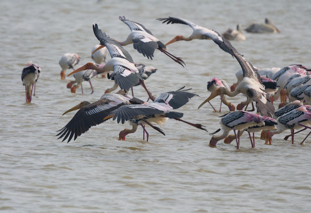 Painted Stork - VINODKUMAR SARANATHAN