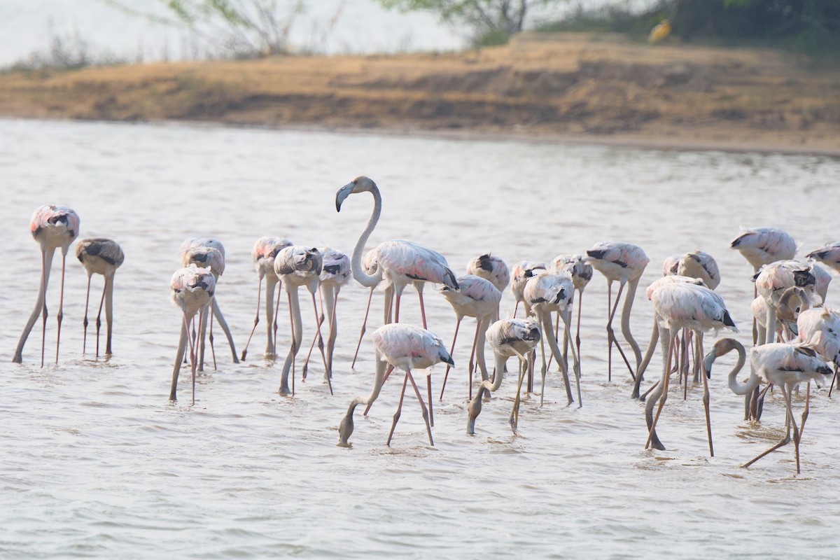 Greater Flamingo - ML398796071