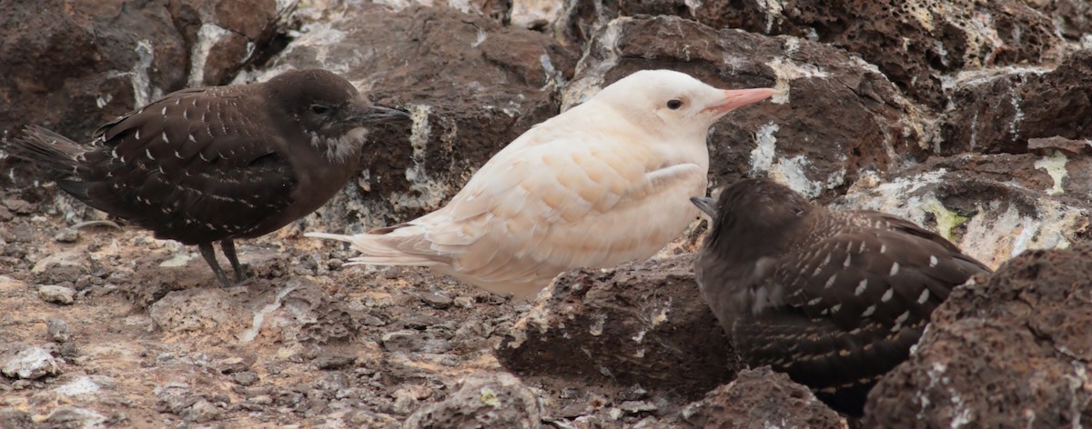 Sooty Tern - ML398797031