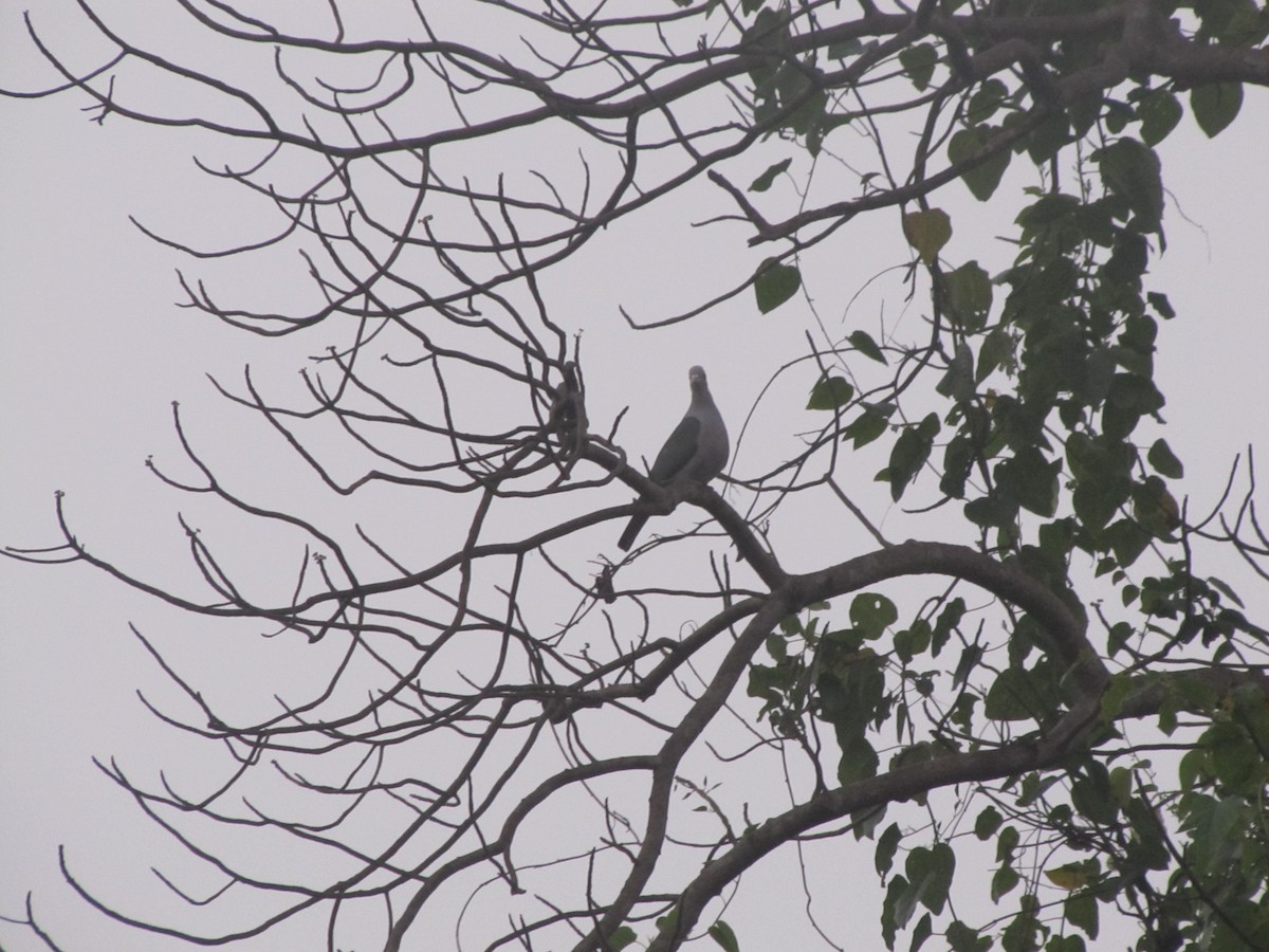 Green Imperial-Pigeon - ML398797411