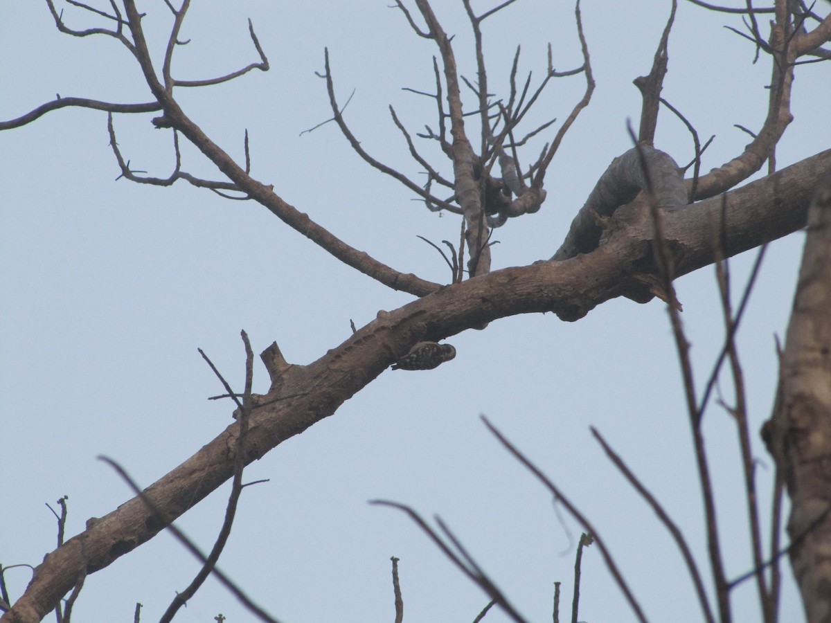 Brown-capped Pygmy Woodpecker - ML398797721