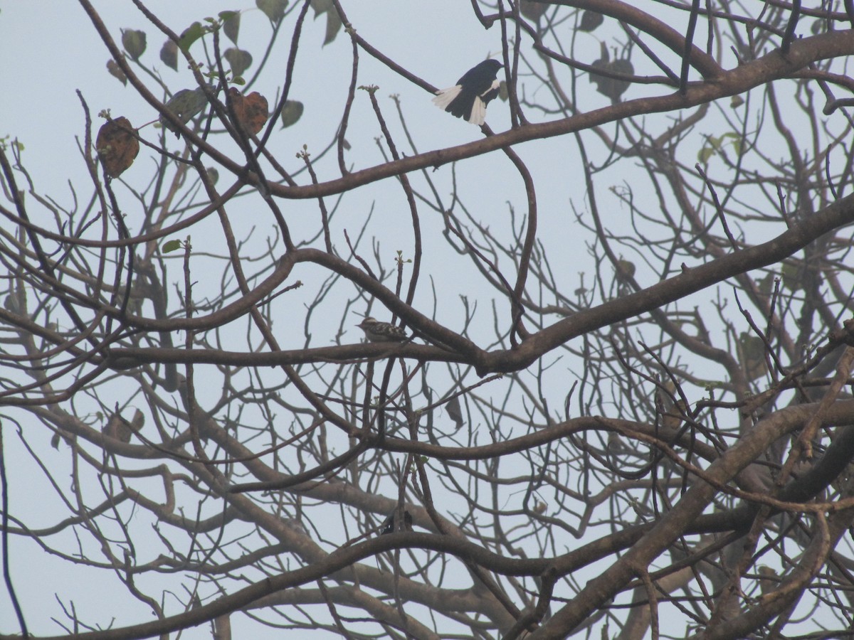 Brown-capped Pygmy Woodpecker - ML398797881