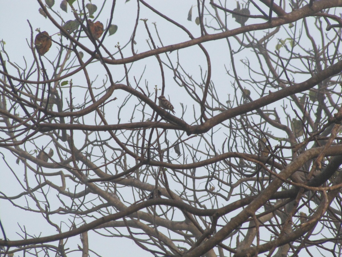 Brown-capped Pygmy Woodpecker - ML398798051