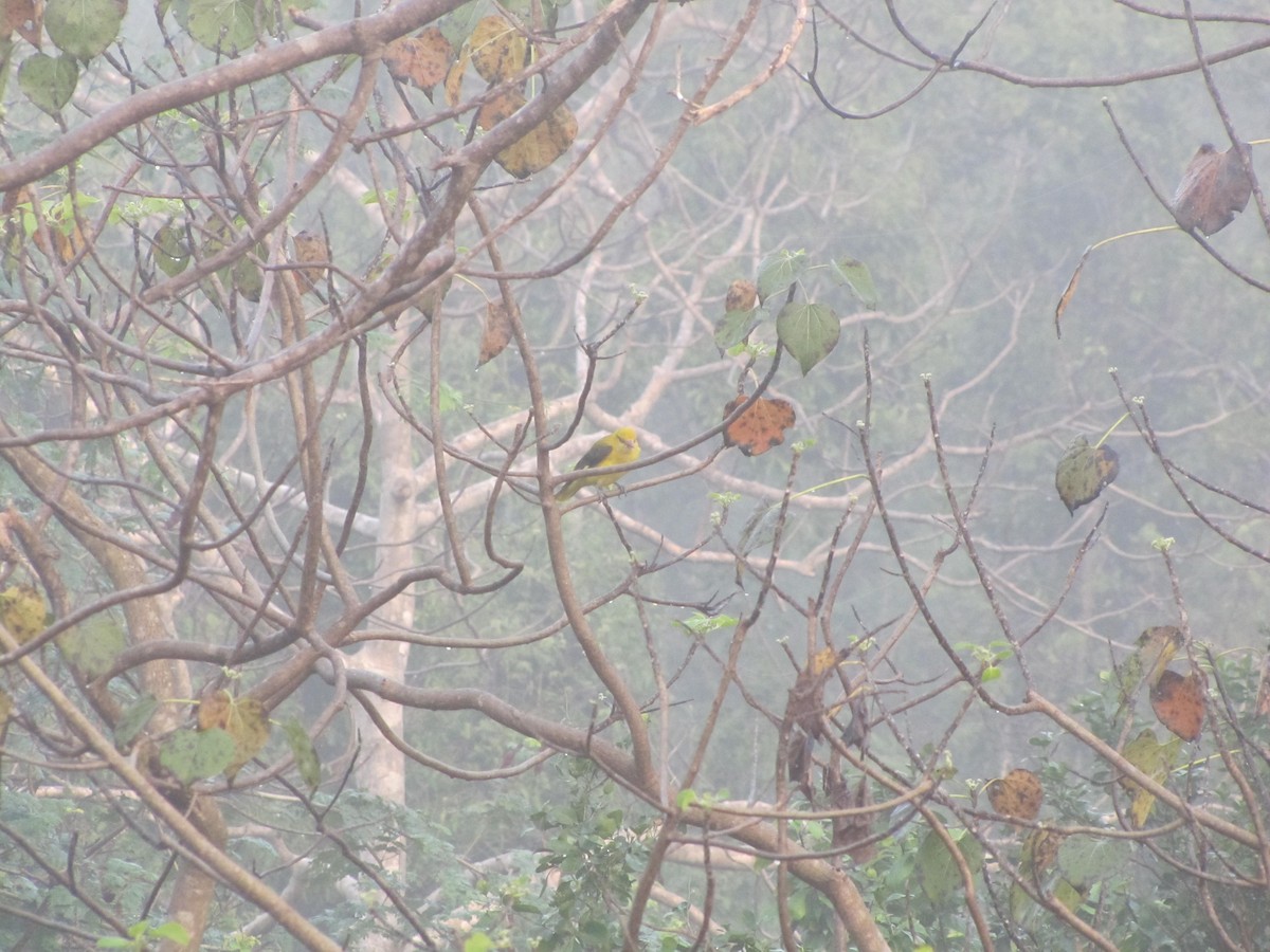 Indian Golden Oriole - ML398798071