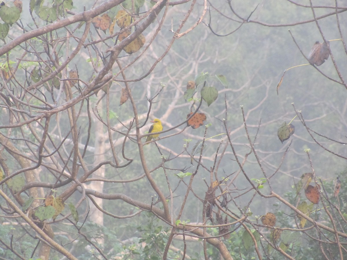 Indian Golden Oriole - ML398798191