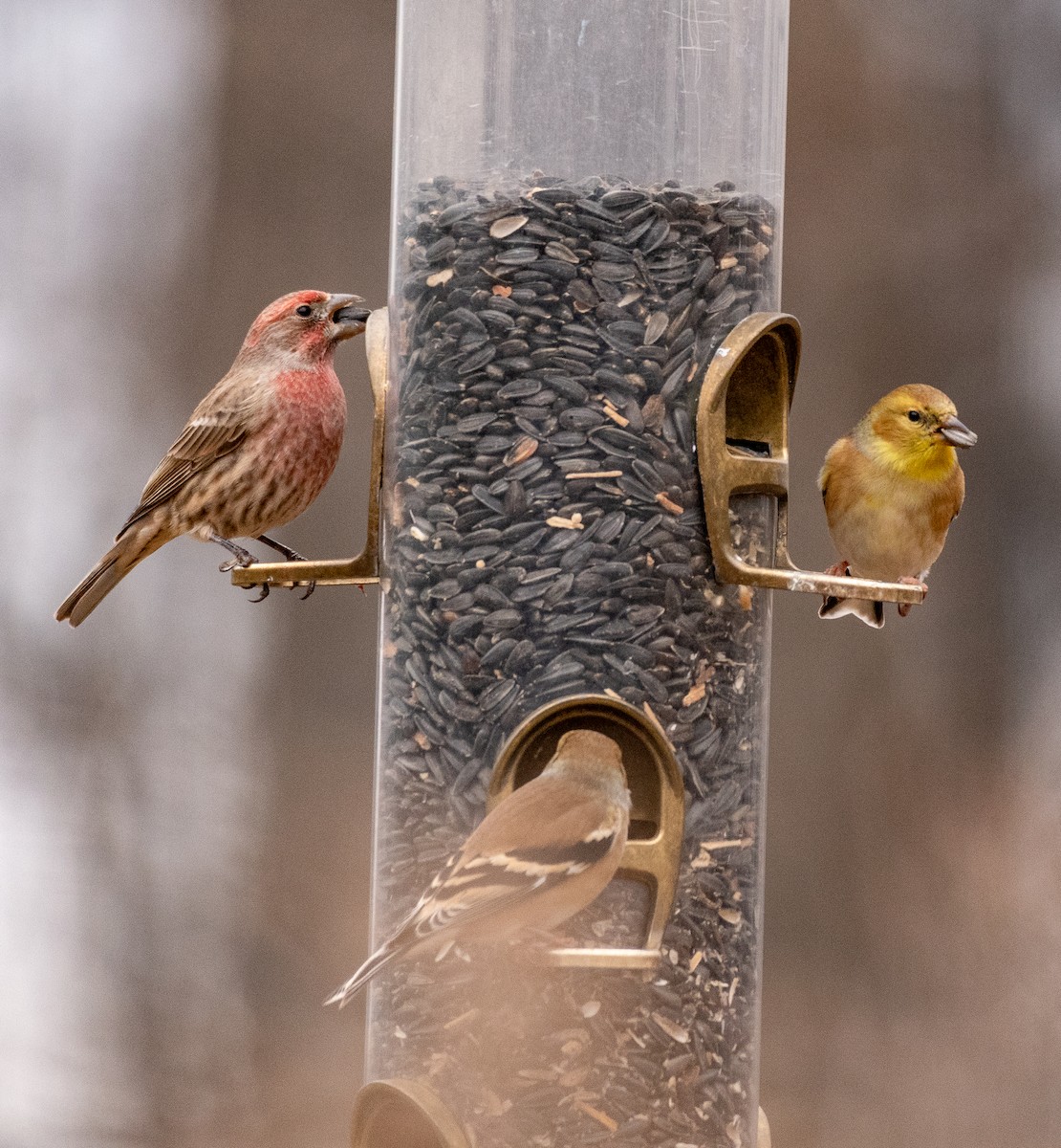 House Finch - ML398798261