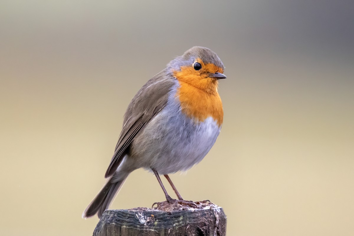 European Robin - ML398799181