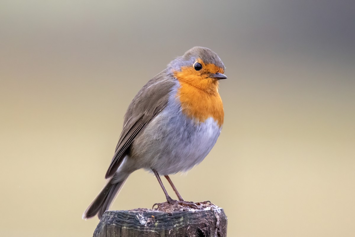 European Robin - Alexis Lours