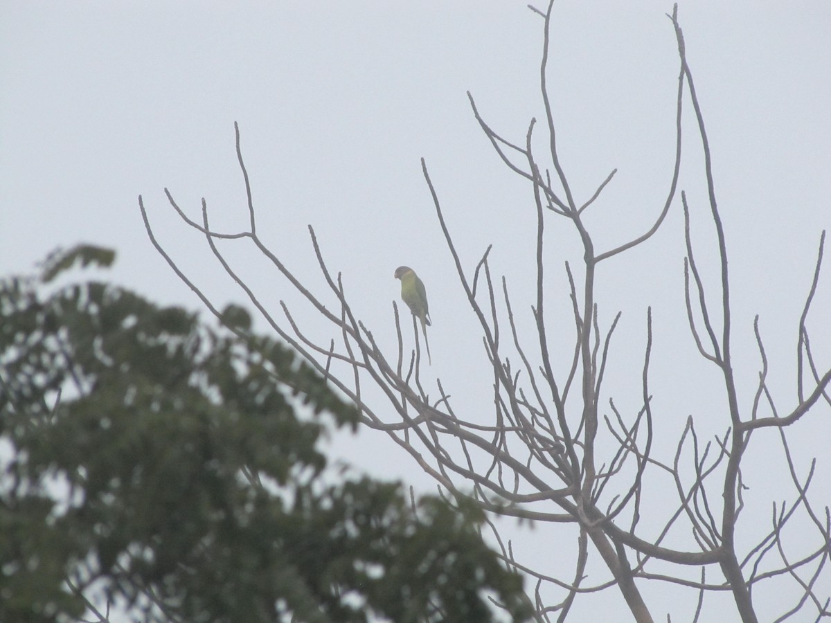 Plum-headed Parakeet - ML398799731