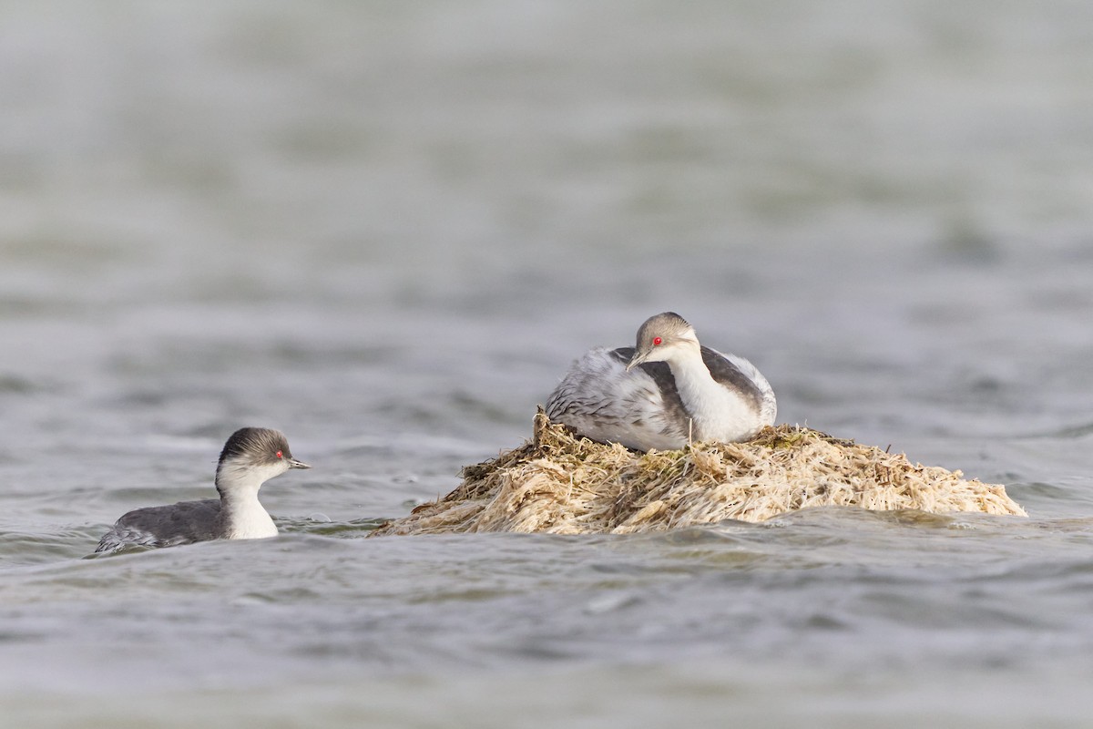 Silvery Grebe (Andean) - ML398802891