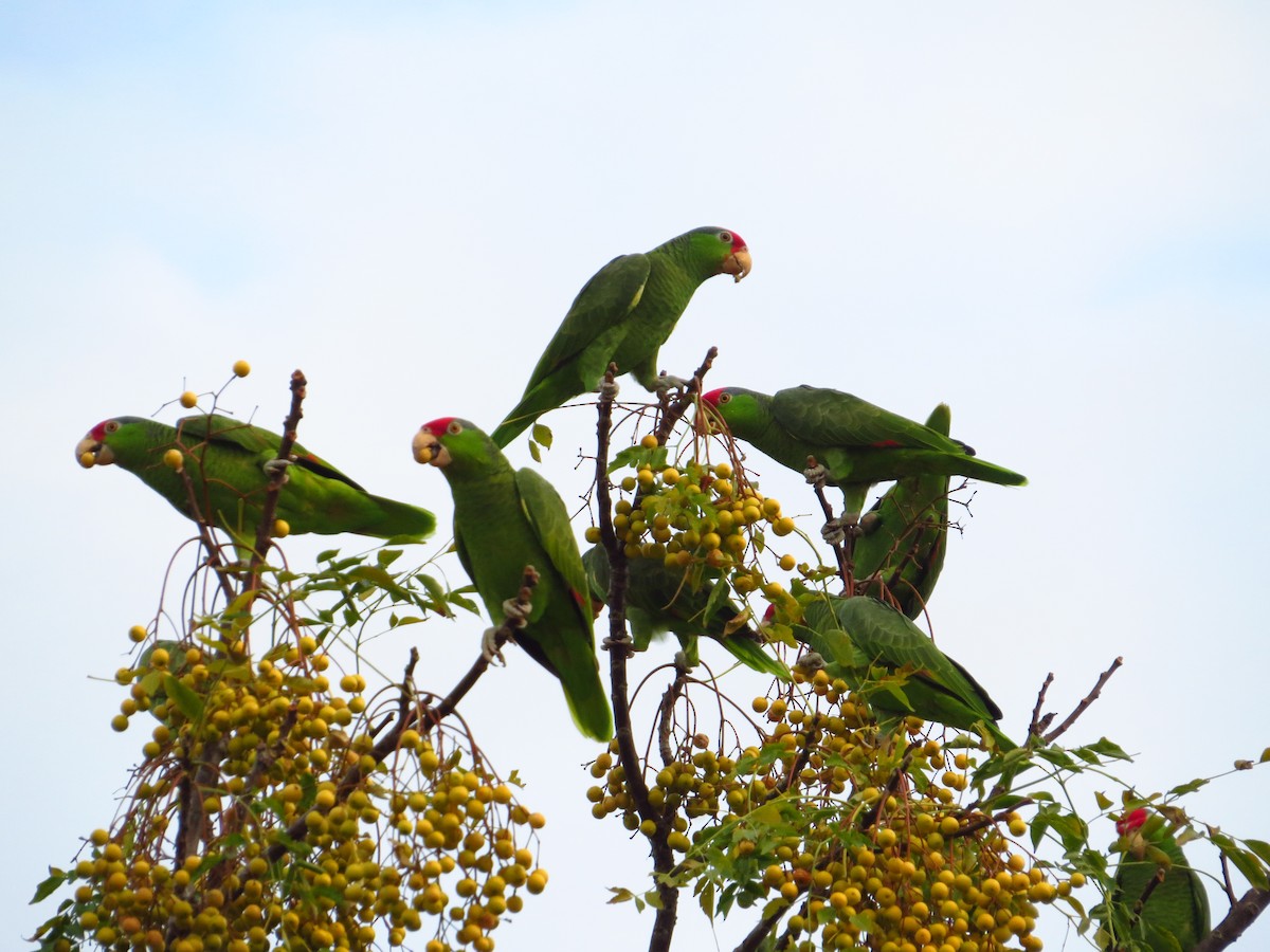 Red-crowned Amazon - Jeff Hendricks