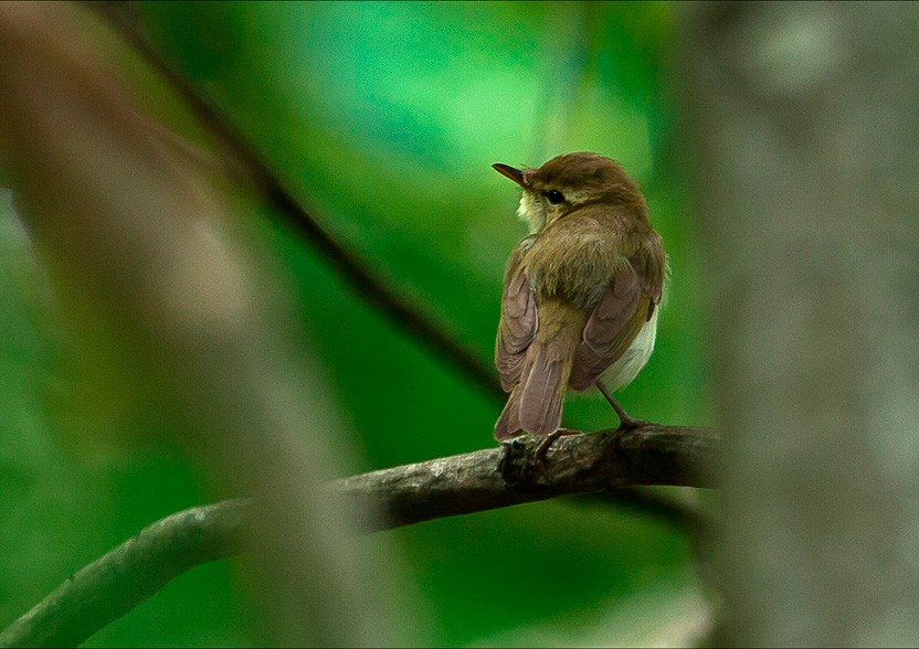 Greenish Warbler - Gregorio Para