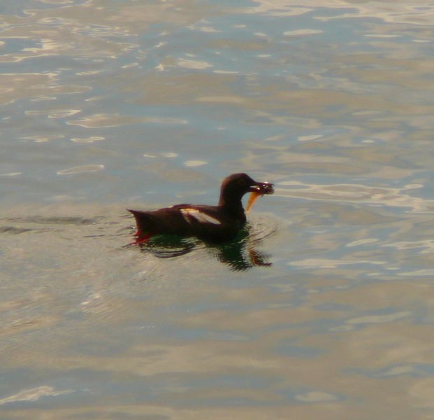 Pigeon Guillemot - ML398804091