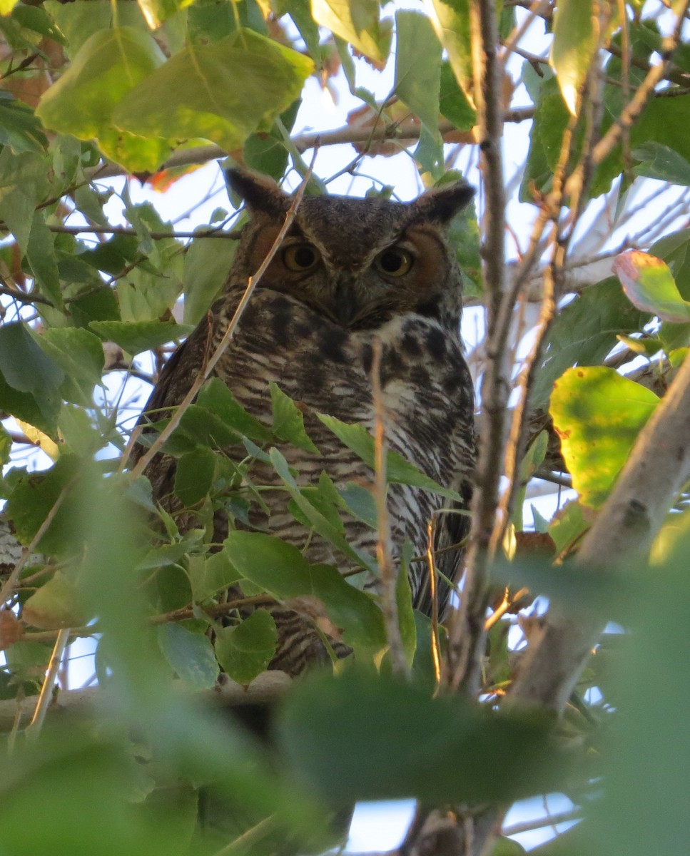 Great Horned Owl - ML39880521