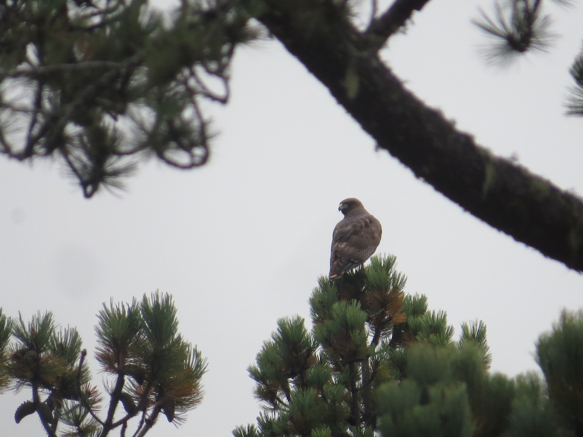 Red-tailed Hawk - ML398807411