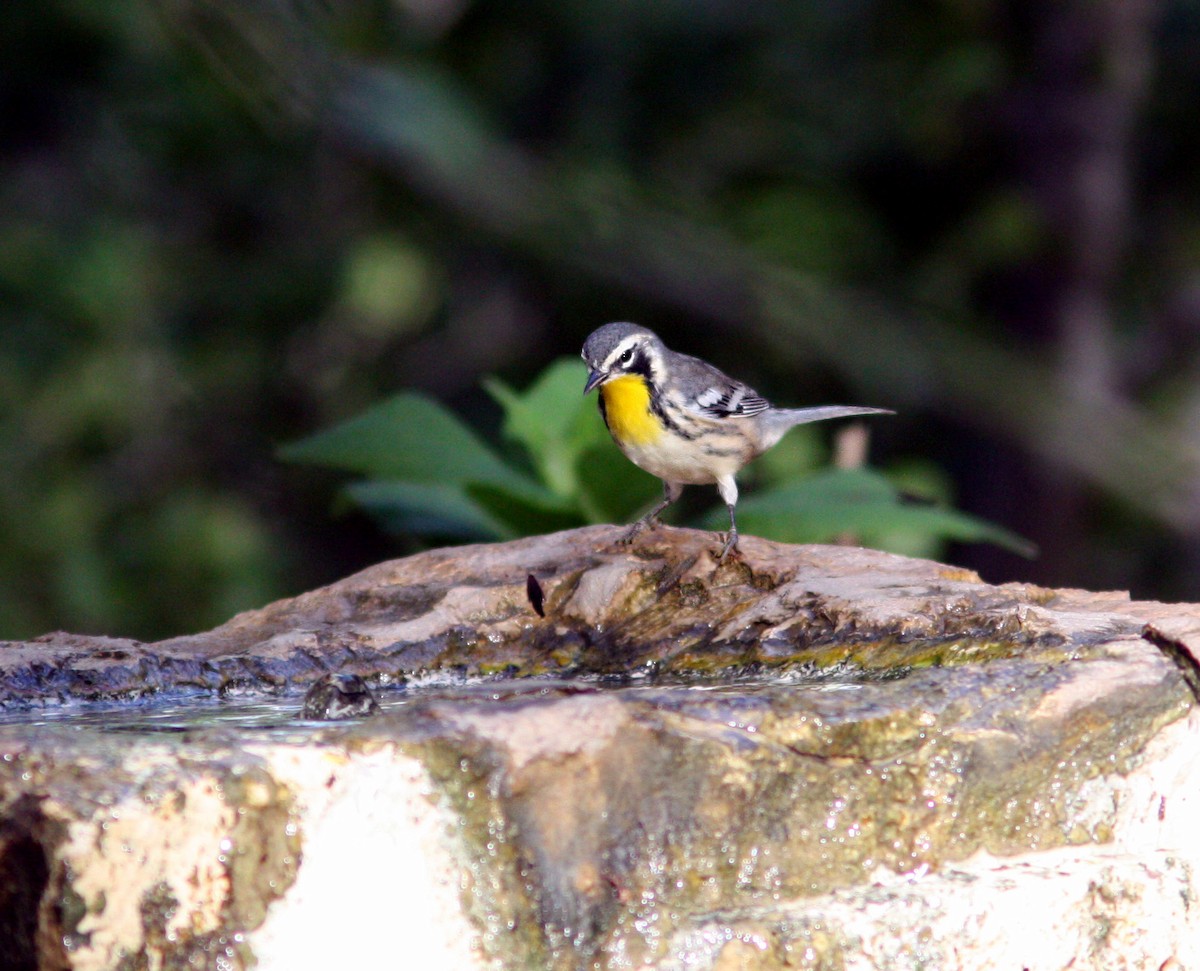 Yellow-throated Warbler - ML398808111