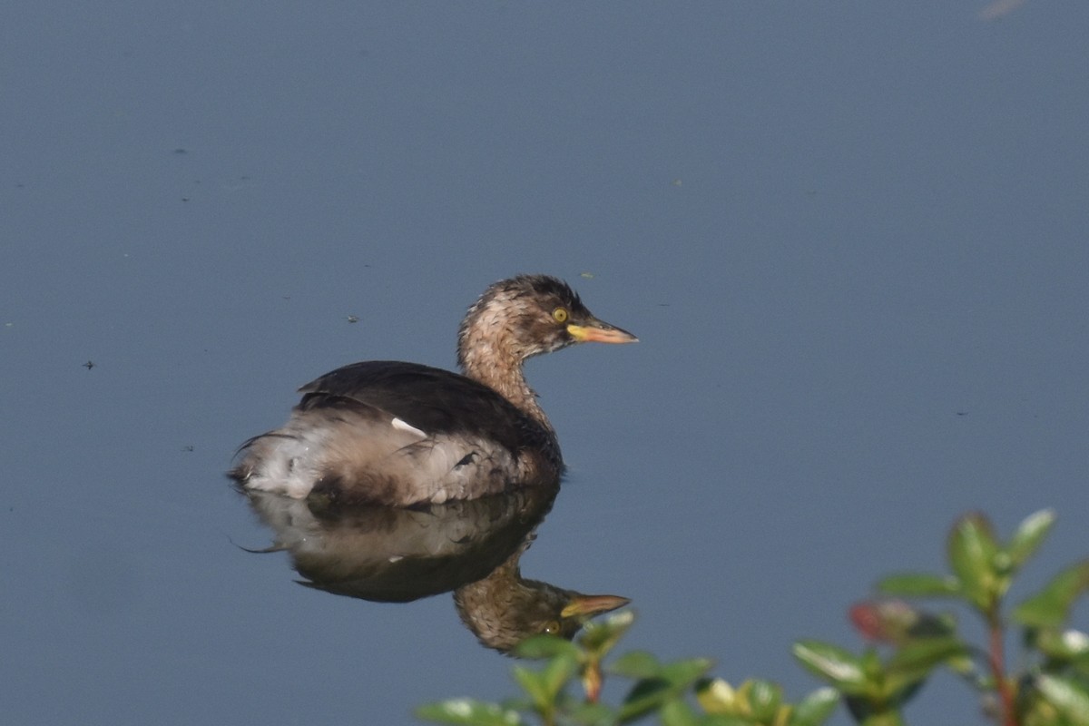 Little Grebe - ML398808951