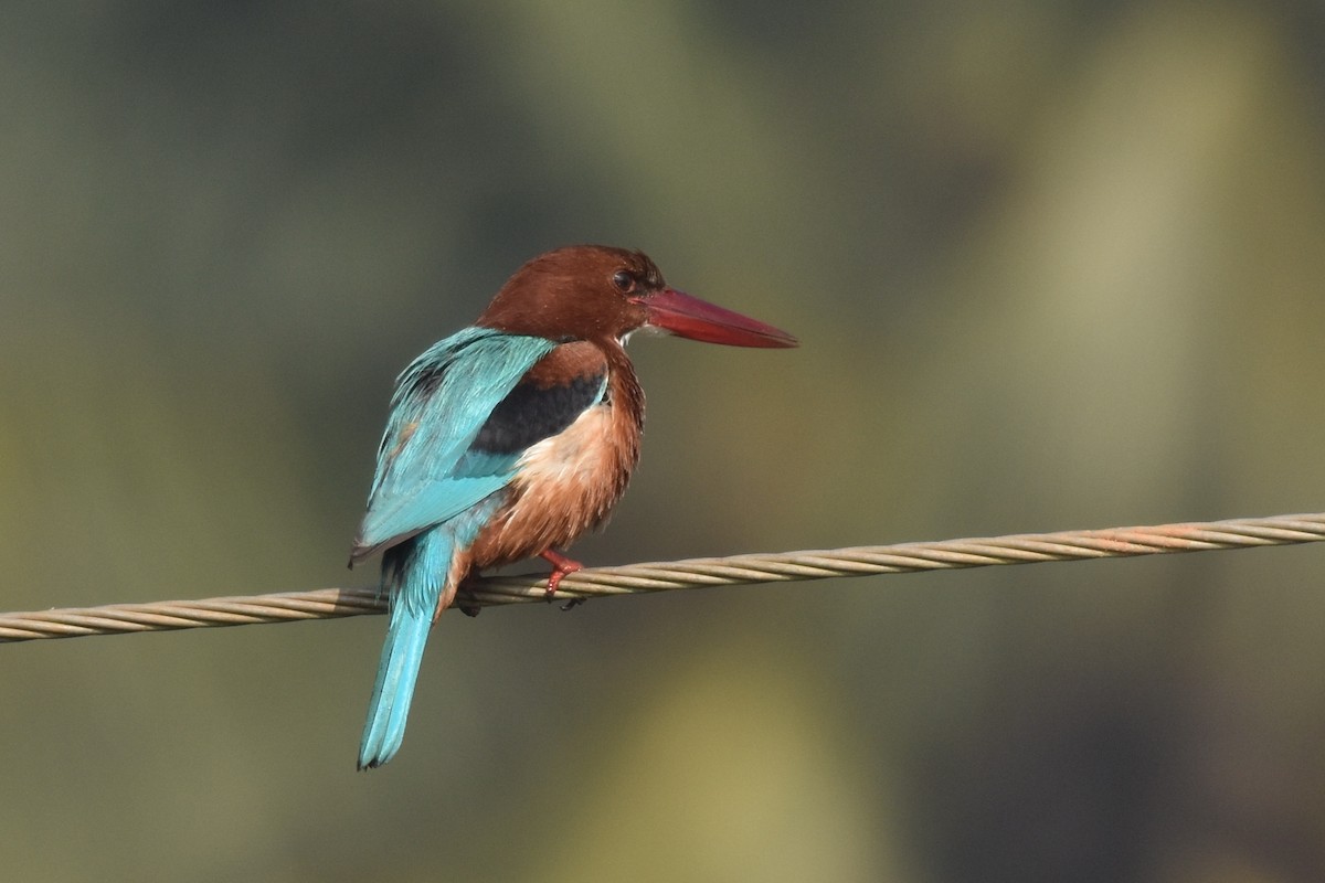 White-throated Kingfisher - ML398808991