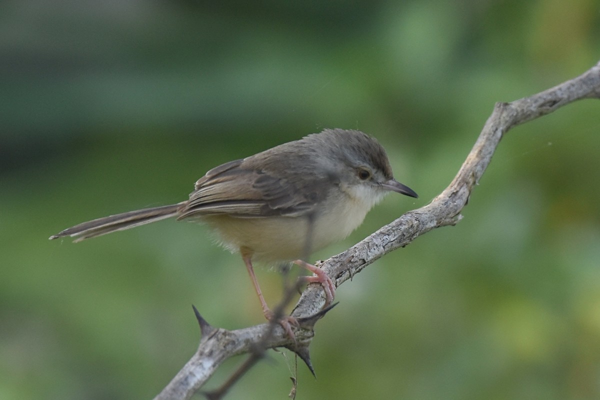 Jungle Prinia - ML398809121