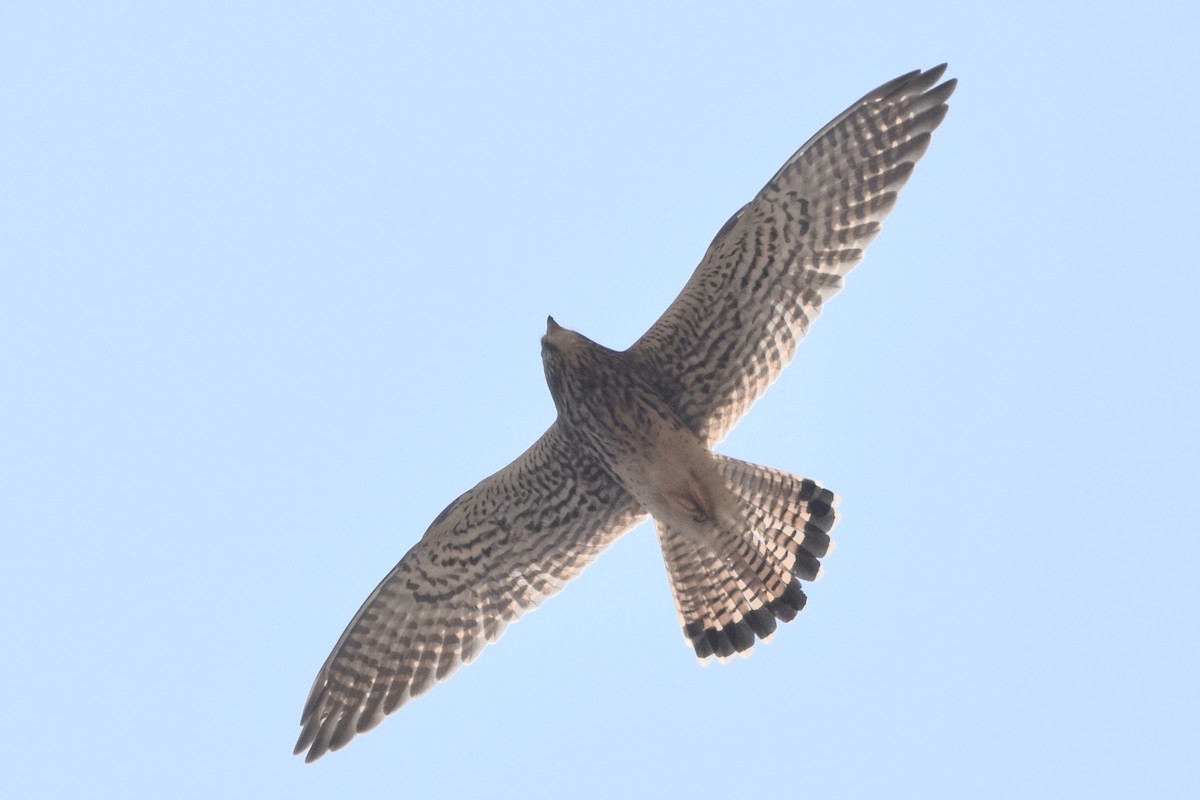 Eurasian Kestrel - ML398811181