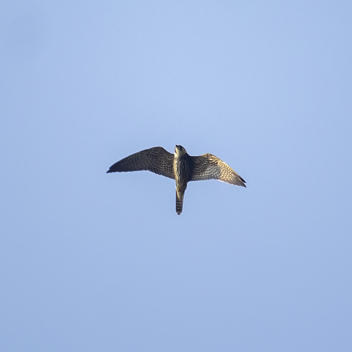 Eurasian Hobby - ML398813681