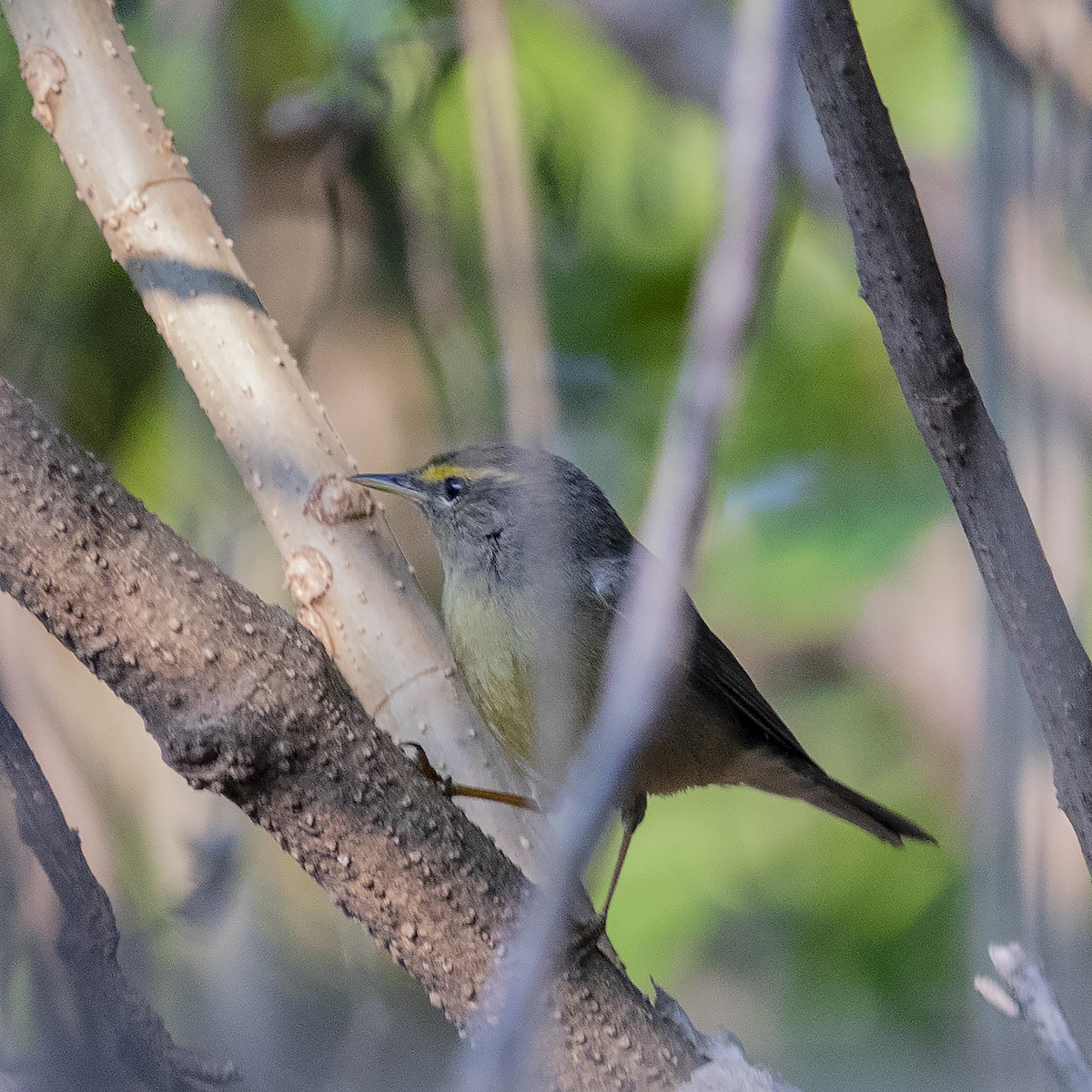 Sulphur-bellied Warbler - ML398816351