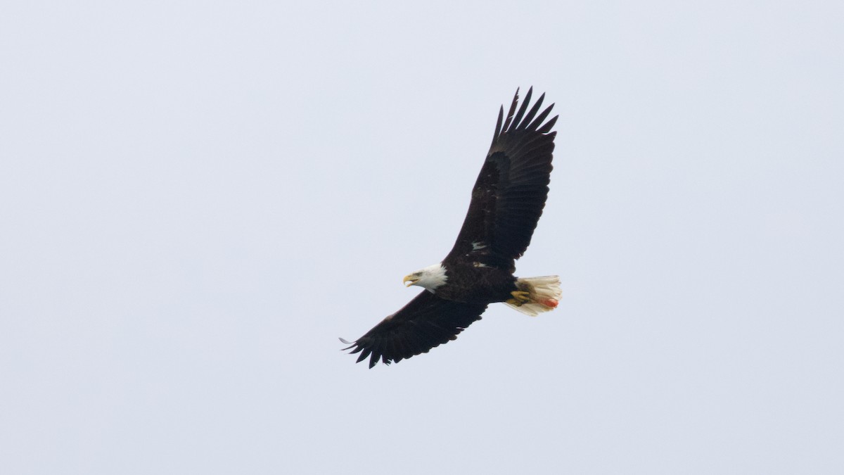 Bald Eagle - ML398817961