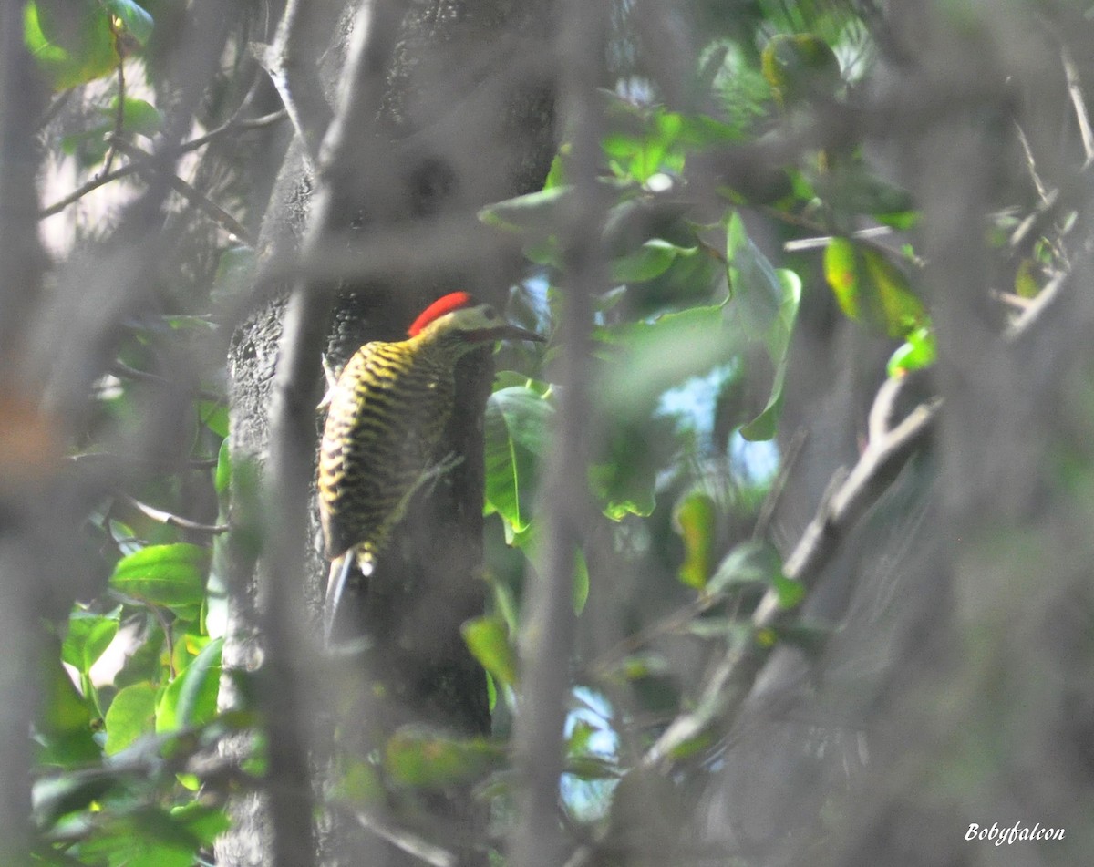 Green-barred Woodpecker - ML39882011