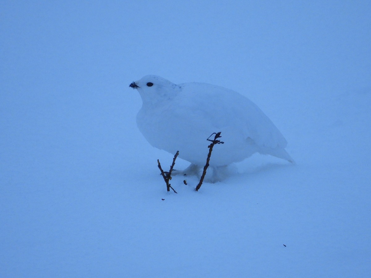 Weißschwanz-Schneehuhn - ML398820181