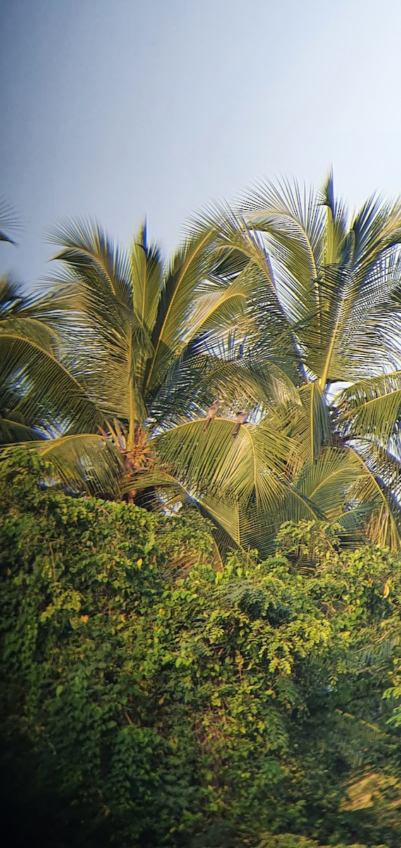 Indian Gray Hornbill - ML398821581