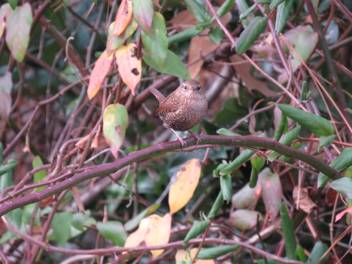 Winter Wren - ML398821731