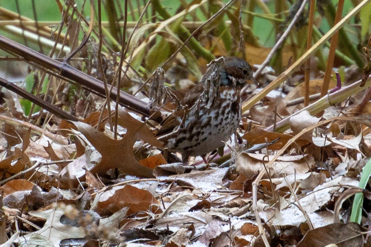 Fox Sparrow (Red) - ML398822941