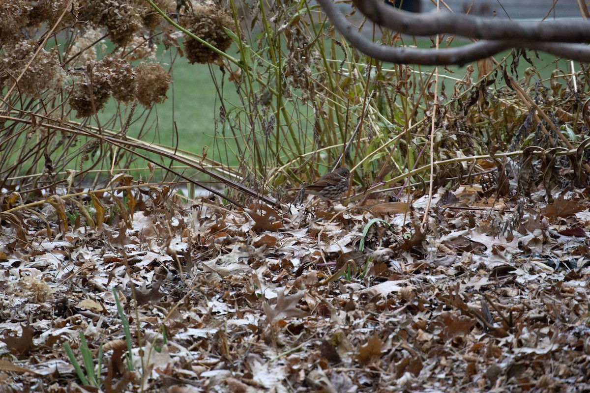 Fox Sparrow (Red) - Anonymous