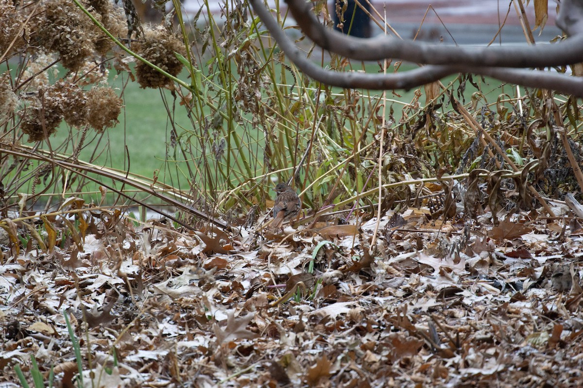 Fox Sparrow (Red) - ML398823291