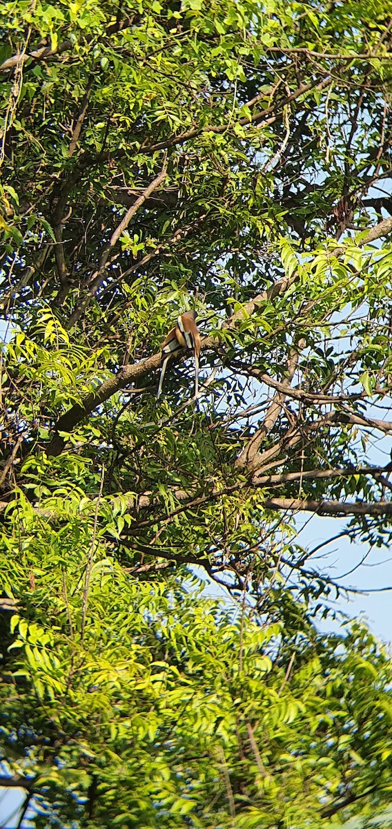 Rufous Treepie - ML398824191